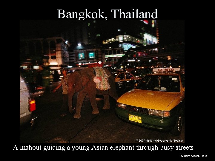 Bangkok, Thailand A mahout guiding a young Asian elephant through busy streets William Albert