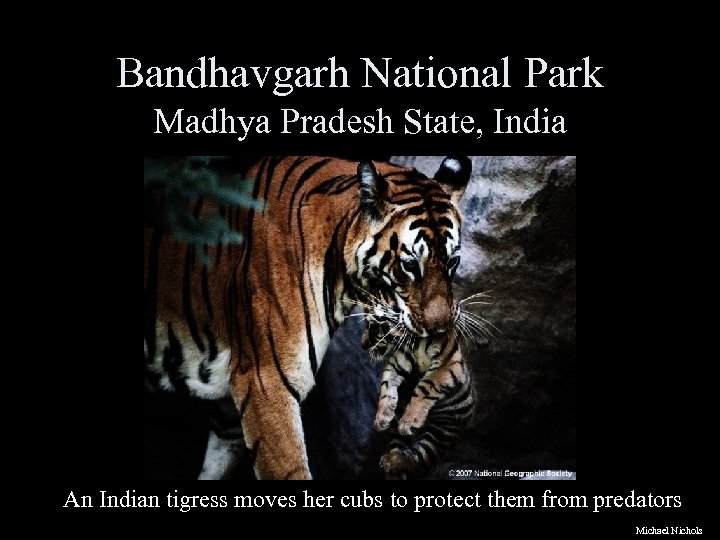 Bandhavgarh National Park Madhya Pradesh State, India An Indian tigress moves her cubs to