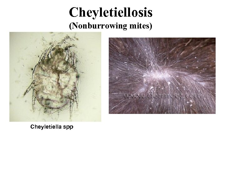 Cheyletiellosis (Nonburrowing mites) Cheyletiella spp 