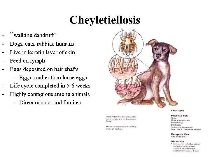 Cheyletiellosis - “walking dandruff” - Dogs, cats, rabbits, humans Live in keratin layer of