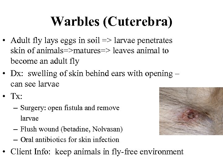 Warbles (Cuterebra) • Adult fly lays eggs in soil => larvae penetrates skin of