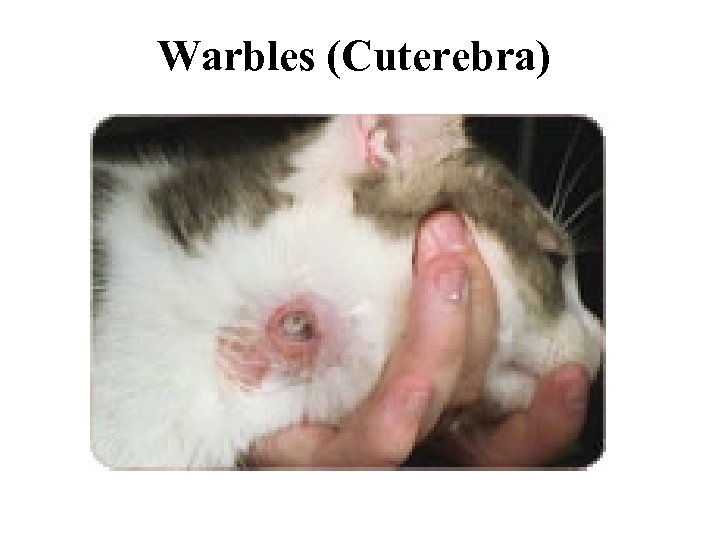 Warbles (Cuterebra) 