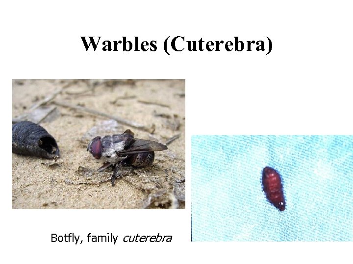 Warbles (Cuterebra) Botfly, family cuterebra 