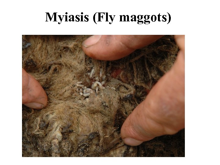 Myiasis (Fly maggots) 