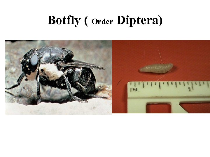 Botfly ( Order Diptera) 