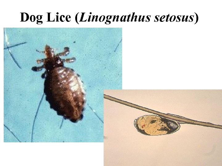 Dog Lice (Linognathus setosus) 