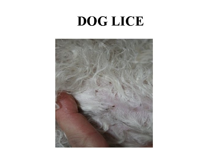 DOG LICE 