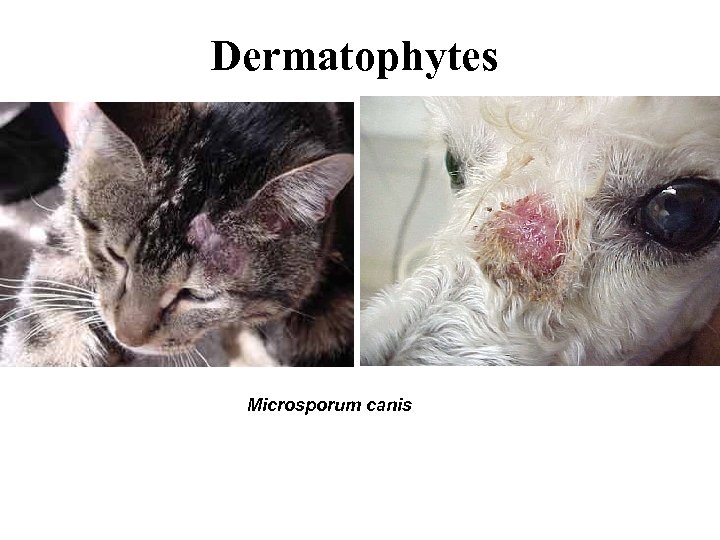 Dermatophytes Microsporum canis 