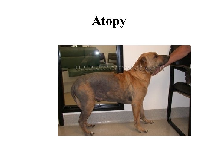 Atopy 