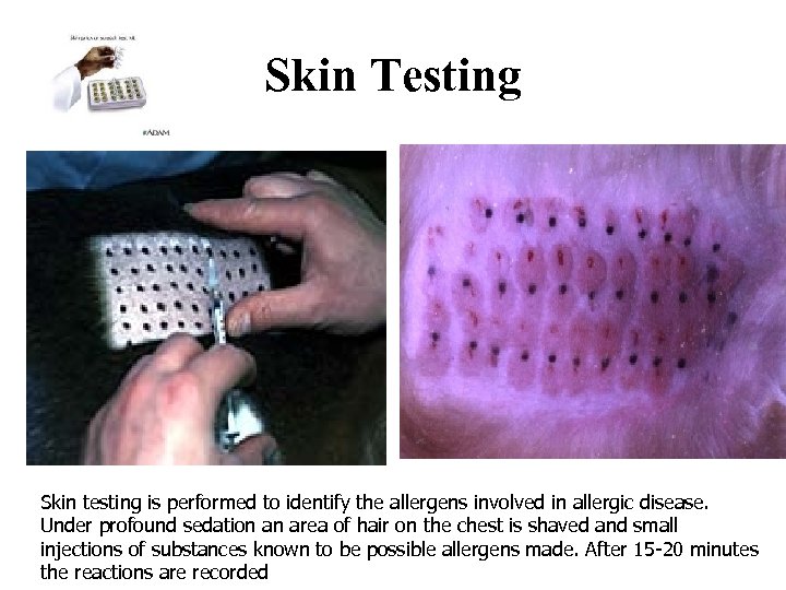 Skin Testing Skin testing is performed to identify the allergens involved in allergic disease.