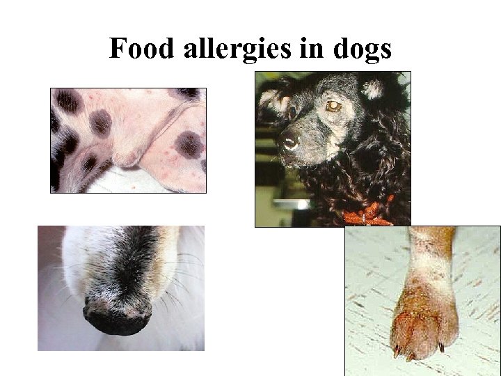 Food allergies in dogs 