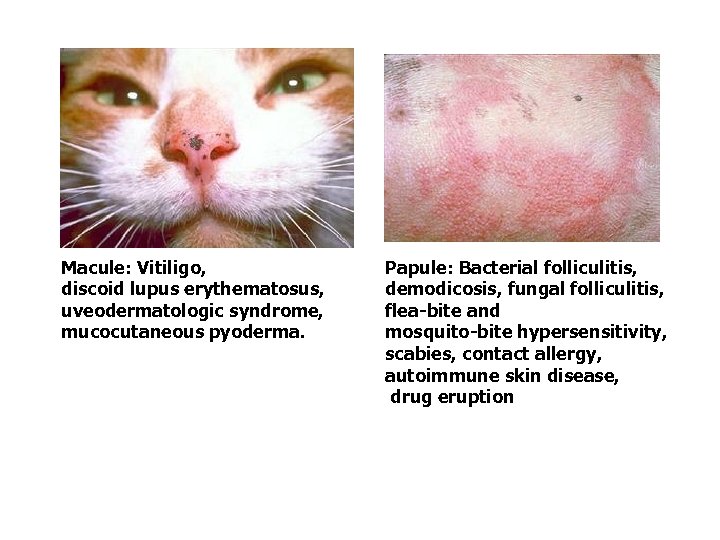 Macule: Vitiligo, discoid lupus erythematosus, uveodermatologic syndrome, mucocutaneous pyoderma. Papule: Bacterial folliculitis, demodicosis, fungal