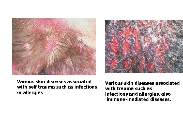 Various skin diseases associated with self trauma such as infections or allergies Various skin