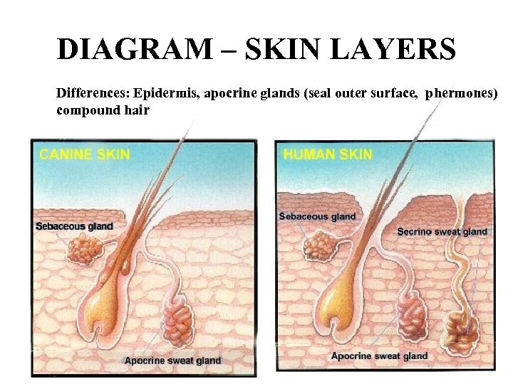 DIAGRAM – SKIN LAYERS Differences: Epidermis, apocrine glands (seal outer surface, phermones) compound hair