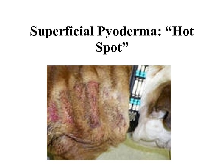 Superficial Pyoderma: “Hot Spot” 