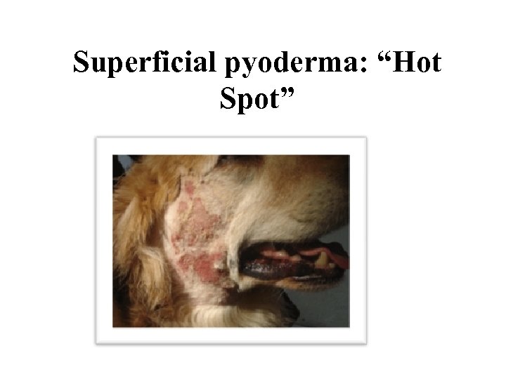 Superficial pyoderma: “Hot Spot” 