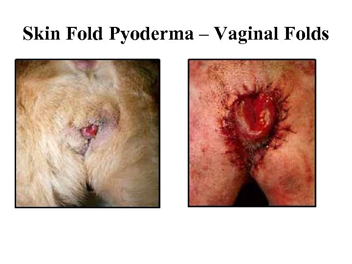 Skin Fold Pyoderma – Vaginal Folds 