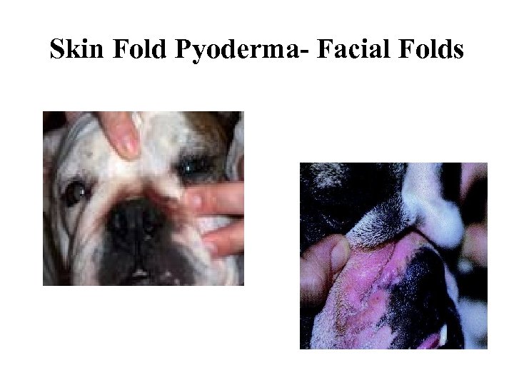 Skin Fold Pyoderma- Facial Folds 