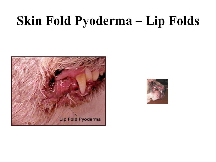 Skin Fold Pyoderma – Lip Folds 