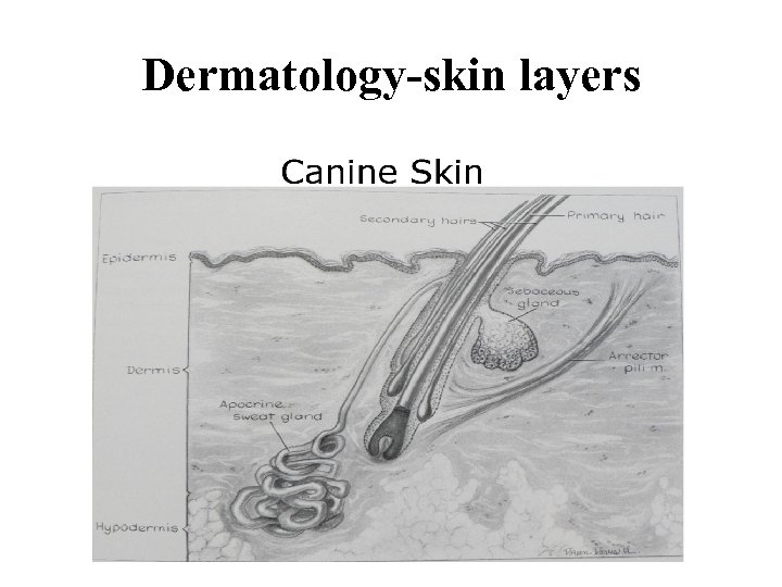 Dermatology-skin layers 