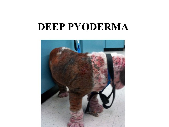 DEEP PYODERMA 