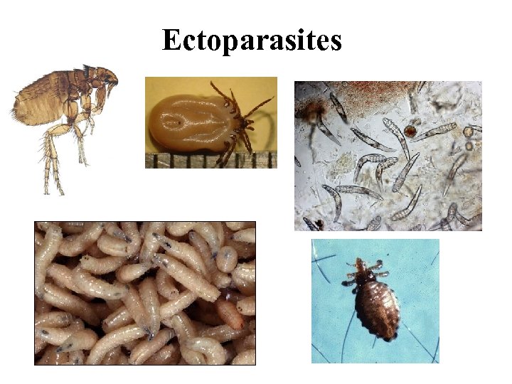 Ectoparasites 