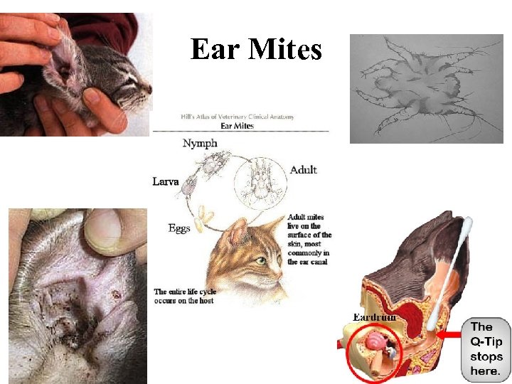 Ear Mites 