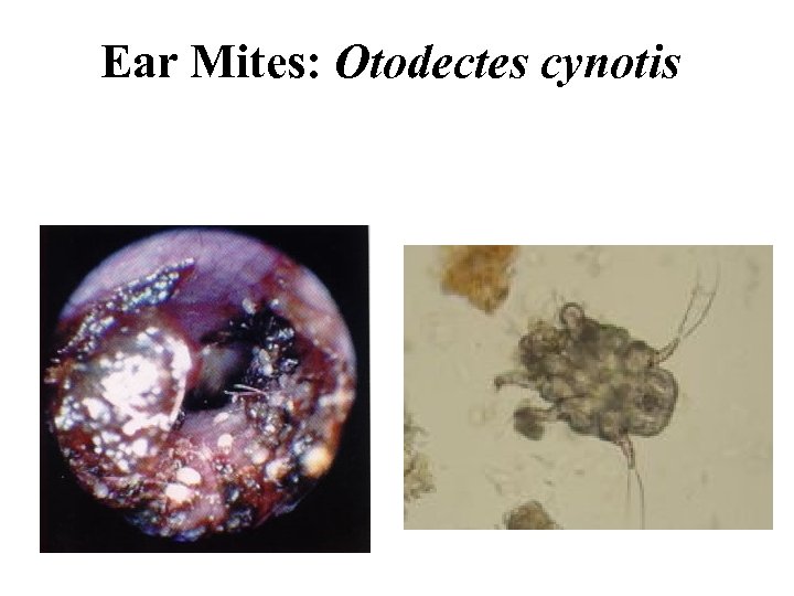 Ear Mites: Otodectes cynotis 