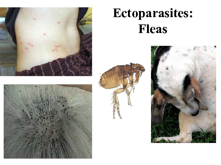 Ectoparasites: Fleas 