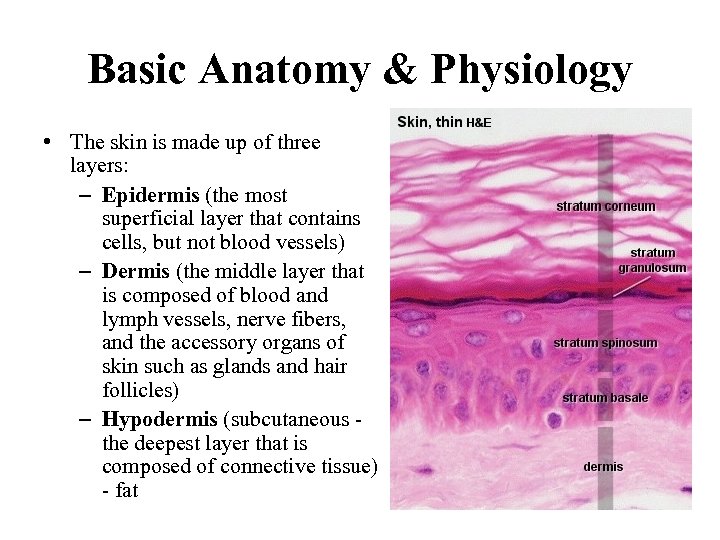 Basic Anatomy & Physiology • The skin is made up of three layers: –