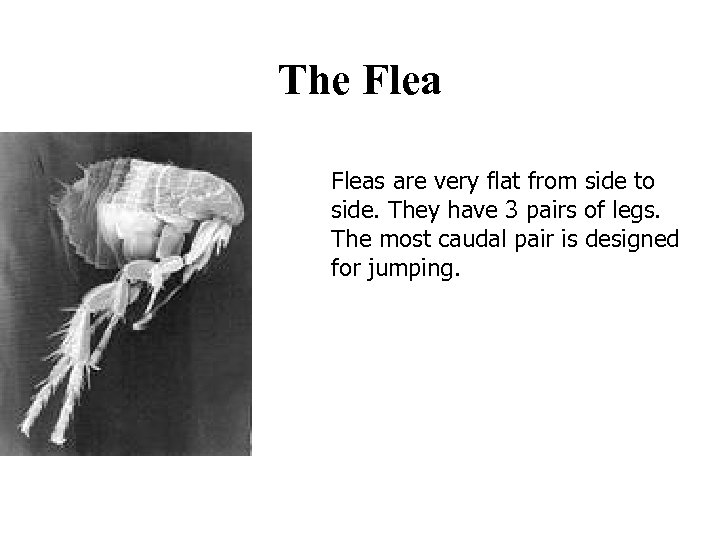 The Fleas are very flat from side to side. They have 3 pairs of