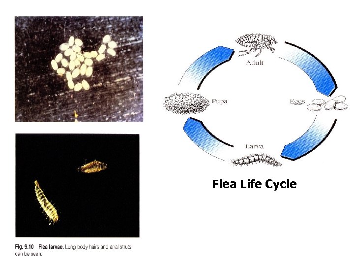 Flea Life Cycle 