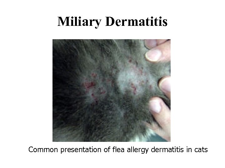 Miliary Dermatitis Common presentation of flea allergy dermatitis in cats 