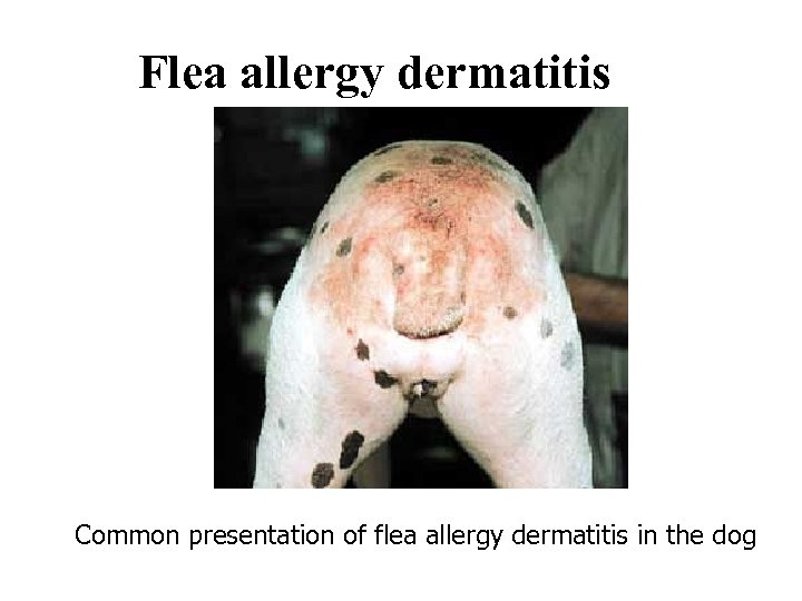 Flea allergy dermatitis Common presentation of flea allergy dermatitis in the dog 