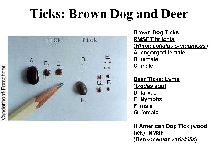 Ticks: Brown Dog and Deer Brown Dog Ticks: RMSF/Ehrlichia (Rhipicephalus sanguineus) A engorged female