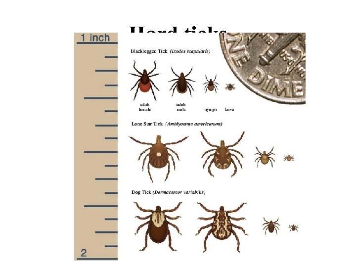 Hard ticks 