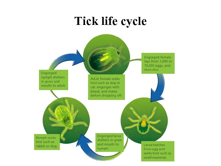 Tick life cycle 