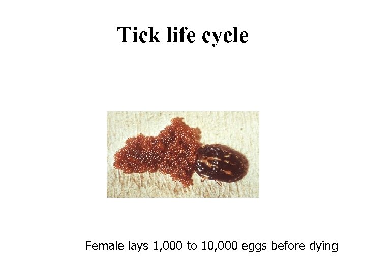 Tick life cycle Female lays 1, 000 to 10, 000 eggs before dying 