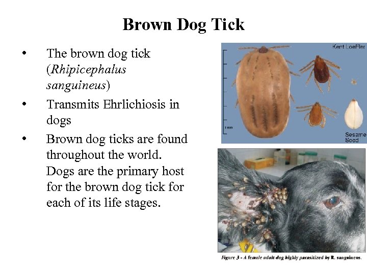 Brown Dog Tick • • • The brown dog tick (Rhipicephalus sanguineus) Transmits Ehrlichiosis