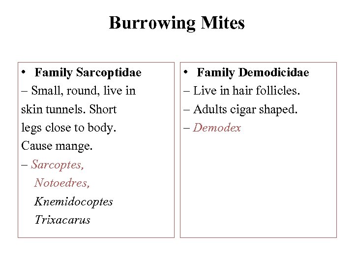 Burrowing Mites • Family Sarcoptidae – Small, round, live in skin tunnels. Short legs