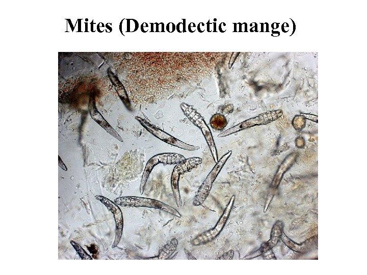 Mites (Demodectic mange) 