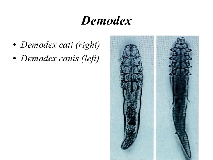 Demodex • Demodex cati (right) • Demodex canis (left) 