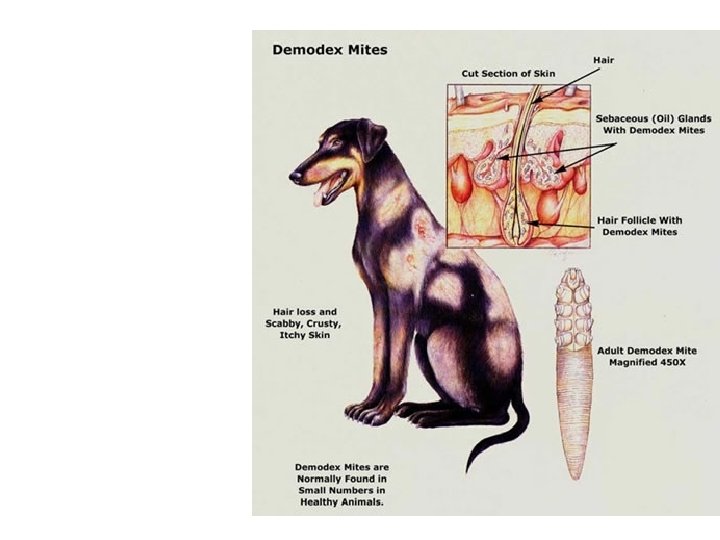 DEMODEX 