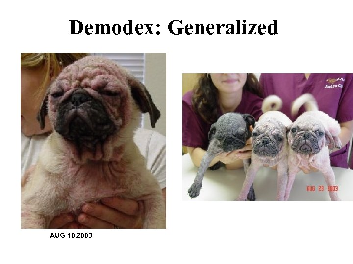 Demodex: Generalized AUG 10 2003 