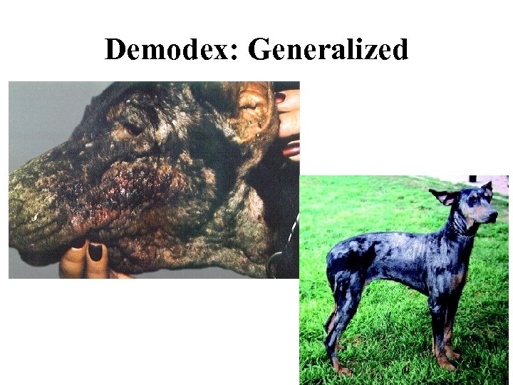 Demodex: Generalized 