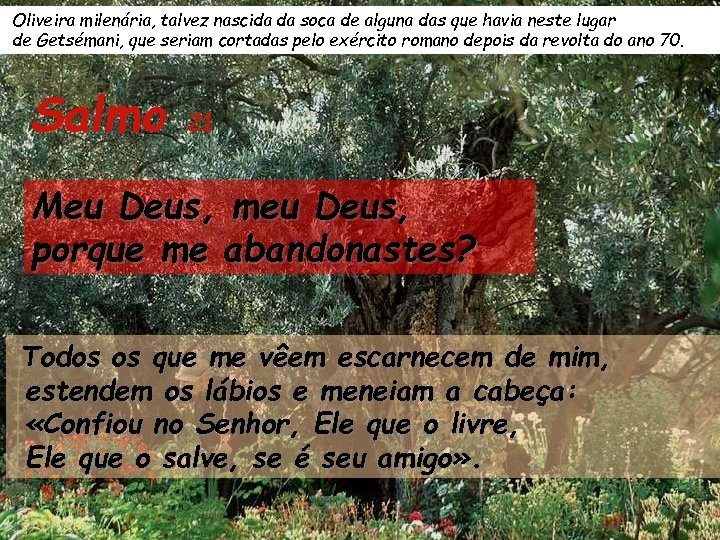 Oliveira milenária, talvez nascida da soca de alguna das que havia neste lugar de