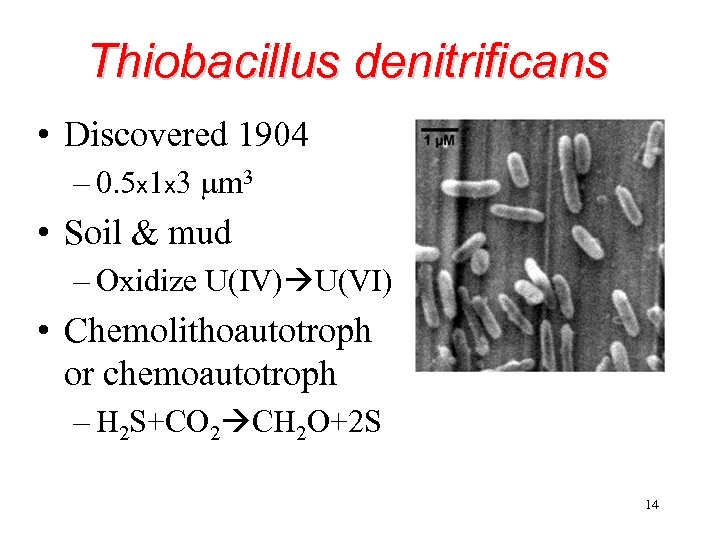 Thiobacillus denitrificans • Discovered 1904 – 0. 5 x 1 x 3 mm 3