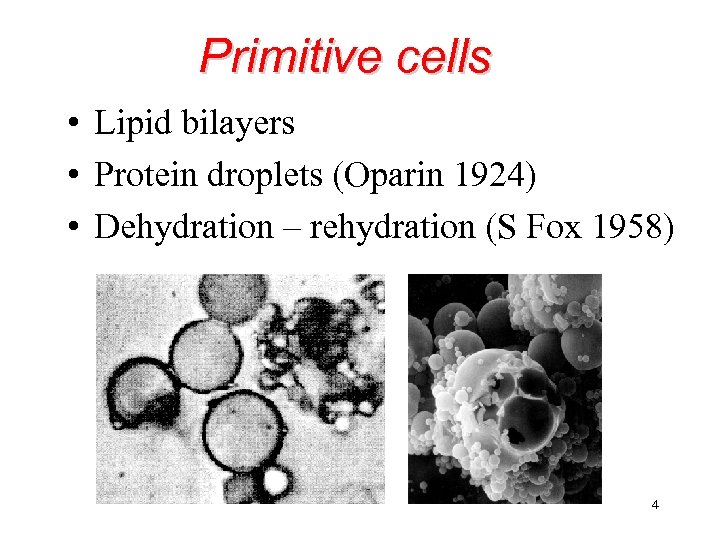 Primitive cells • Lipid bilayers • Protein droplets (Oparin 1924) • Dehydration – rehydration