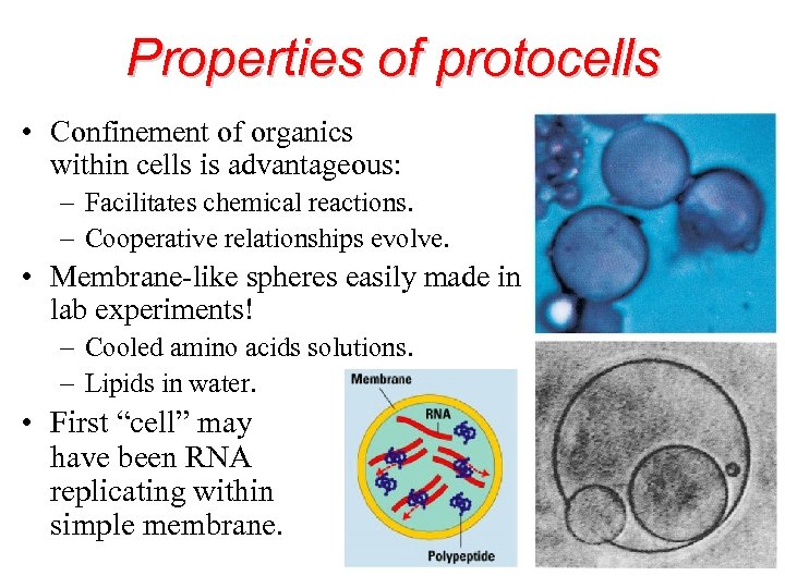 Properties of protocells • Confinement of organics within cells is advantageous: – Facilitates chemical