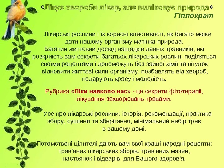  « » Гіппократ Лікарські рослини і їх корисні властивості, як багато може дати